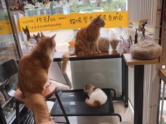 -平行世界·猫咖(首经贸店)