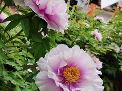 -洛阳市隋唐城遗址植物园