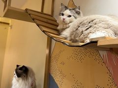 -滚猫咖啡·猫咖·猫友好撸猫(未来城店)