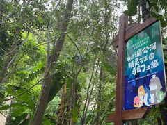 -西双版纳原始森林公园