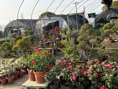 -龙大花卉苗木市场