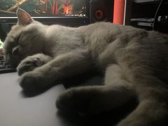 -猫大福·Fortune Cat猫舍(百子湾店)
