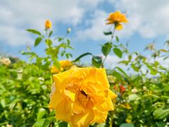 -亚龙湾国际玫瑰谷