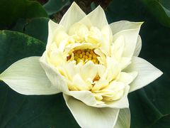 -荷塘月色湿地公园·向阳花洲