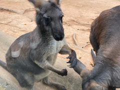 -深圳野生动物园