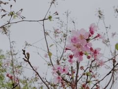 -狐尾山公园