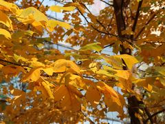 -Apple零售店(成都太古里店)