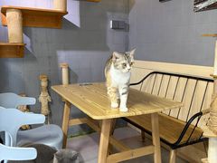 -豆逗聊愈猫阁Easy Life