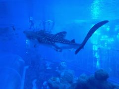 -成都浩海立方海洋公园