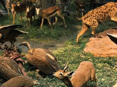 -国家自然博物馆