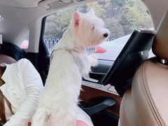 -汪星球宠物生活馆