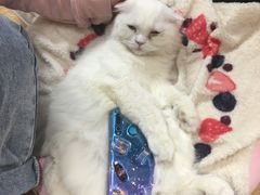 -猫和宫(六道口店)