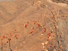 -蟠龙山长城景区