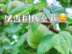 -御林古桑园