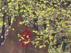 -鲁山国家森林公园