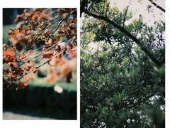 -南山植物园