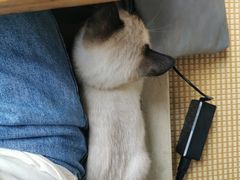 -泰国佛·塔罗·泰牌狐仙古曼