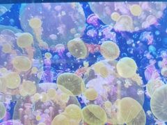 -海合安青岛极地海洋公园