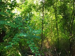 景点-阳台山自然风景区