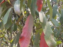 -济南国际园博园