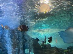 -太平洋海底世界