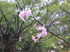 -广州市白云山风景名胜区