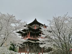 -西安青龙寺遗址景区