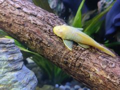 -上海海洋水族馆