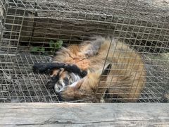 -宫城藏王狐狸村