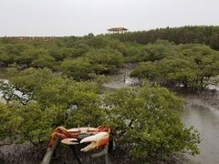 -北海金海湾红树林生态旅游区