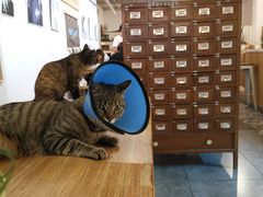-栖咖啡(泉舜店)