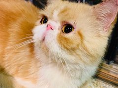 -more than meow吴止猫主题餐厅(承德 中船汇店)