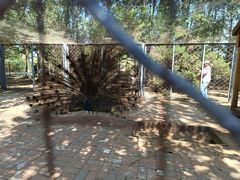 -长白岛森林公园