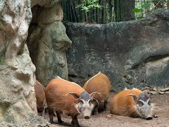 -清迈夜间动物园