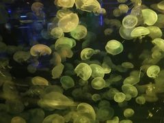 -重庆欢乐海底世界