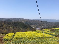 -桑洲油菜花景区