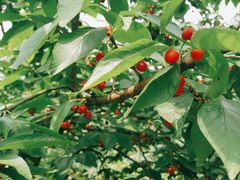 -樱桃山旅游景区