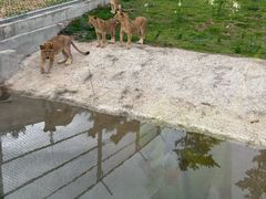 -西霞口神雕山野生动物世界