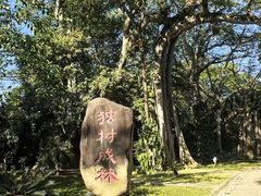 -瑞丽独树成林风景区