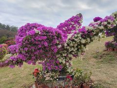 -东莞植物园