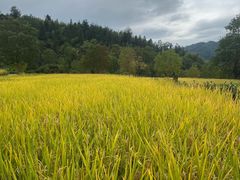 -塔川景区