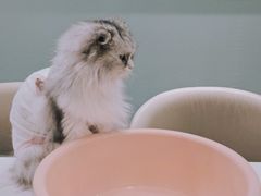 -安格丽娜·狗咖·猫咖羊驼咖(春熙路百盛商场店)