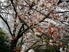 -武汉大学-樱园