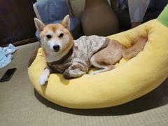 -逗柴咖啡屋·狗咖猫咖宠物桌游