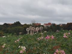 -大塘金香草谷