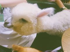 -猫色咖啡·猫咖