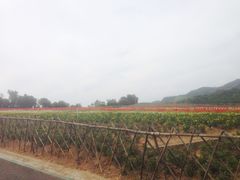 -东部华侨城