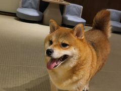 -逗柴咖啡屋·狗咖猫咖宠物桌游