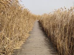 -野鸭湖国家湿地公园