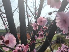 -重庆彩云湖湿地公园